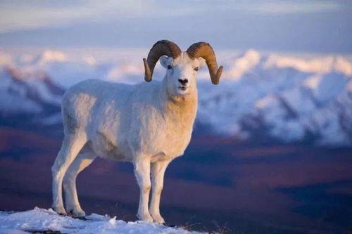 羊了个羊吃瓜爆料,揭秘游戏背后的惊人真相